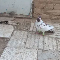 پلنگ سرخ نر گرفتنی پرشی