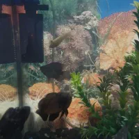 آکواریوم شیشه خم با وسایل و ماهی|ماهی|محمدشهر, علی آباد گونه|دیوار