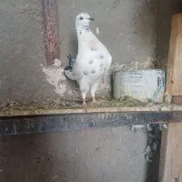خال سیاه ماده