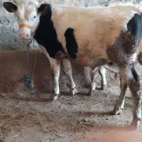 گوساله نژدار