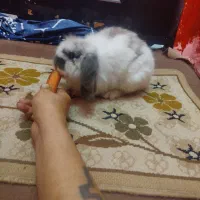 به علت نداشتن جا|موش و خرگوش|رشت, انصاری|دیوار