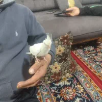 3عدد عروس هلندی|پرنده|قوچان, |دیوار