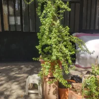 گل خرفه|گل و گیاه طبیعی|تهران, تاکسیرانی|دیوار