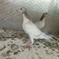 کبوتر سرور،و پلاکی