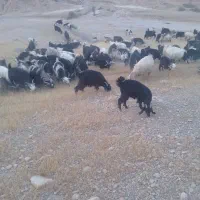 50تا بز  جوان سر حال  اوسته|حیوانات مزرعه|شوشتر, |دیوار