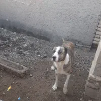 طول  هشت ماهه نر    درشت .قیمت پنج میلیون