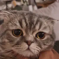 جفت گیری گربه نر