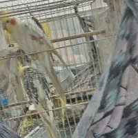 سه عدد عروس هلندی|پرنده|نیشابور, ابراهیمی|دیوار