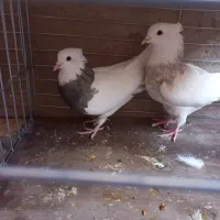 طوقی|پرنده|اشکذر, |دیوار