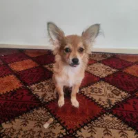 سگ پامرین اشپیتز