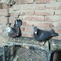 کبوتر|پرنده|گلستان (تهران), |دیوار