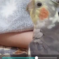 عروس هلندی گم شده|پرنده|شاهین‌شهر, خانه کارگر|دیوار