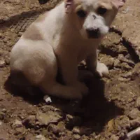 یک عدد سگ آلابای