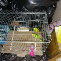 مرغ عشق مولد معاوضه دارم با عروس هلندی