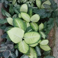 گل و گیاه|گل و گیاه طبیعی|گرگان, |دیوار