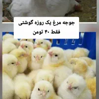 جوجه مرغ یک روزه گوشتی