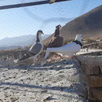 کفتر|پرنده|میان ولایت, |دیوار