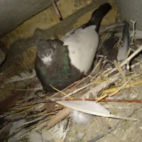 این 4عددکفتر گمشده ب یابنده مژدگانی خوب داده میشود|پرنده|بیجار, |دیوار