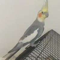 جفت طوطی عروس هلندی با قفس و لوازم|پرنده|قروه, |دیوار