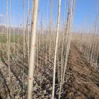 فروش‌نهال‌صنوبر