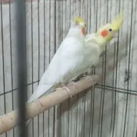 عروس هلندی جفت|پرنده|اردبیل, |دیوار