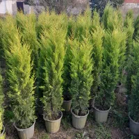 کاج لاوسون،سرو طلایی|گل و گیاه طبیعی|کومله, |دیوار