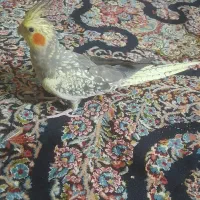 عکس هلندی مرواریدی