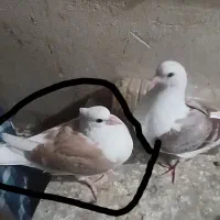 پست زرد جوجه|حیوانات|ساوه, |دیوار