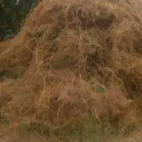 خار وعلف|حیوانات مزرعه|مرند, |دیوار