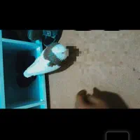 کفتر طوقی دستی و یکی جوجه دمبی نیمه دستی