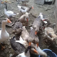 قوغاز وغازفروشی|حیوانات مزرعه|شوط, |دیوار