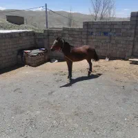 اسب مادیون آرام خوش را|اسب و تجهیزات اسبسواری|کرچمبو, |دیوار