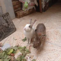 دو تا خرگوش نروماده به فروش میرسد