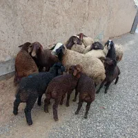 شیشک میش بره