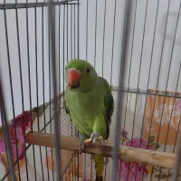 طوطی ملنگو نر سخنگو