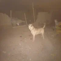 سگ سرابی|سگ|عطاملک, |دیوار