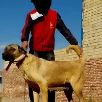 سگ ماده عراقی اصیل|سگ|صوفیان, |دیوار