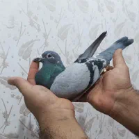 کبوتر مسافتی