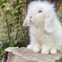 بچه خرگوش لوپ عروسکی چشم آبی