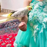 یک جفت عروس هلندی دستی