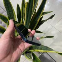 ۱۴نرمال یک ماه کار|موبایل|اصفهان, احمدآباد|دیوار