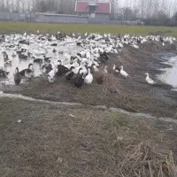 اردک شالیزار چاق و درشت|حیوانات مزرعه|تولم شهر, |دیوار