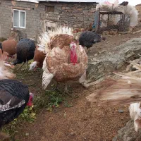 بوقلمون محلی|پرنده|سقز, |دیوار