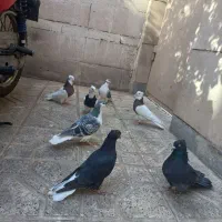 حراج (طوقی،ساده،دمسفید)|پرنده|مشهد, کارمندان دوم|دیوار