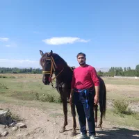 اسب|اسب و تجهیزات اسب‌سواری|خوی, |دیوار