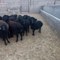 بره نر پای پروار