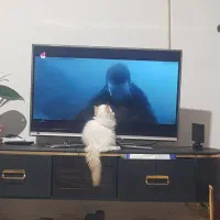 گربه ملوس|گربه|زابل, |دیوار