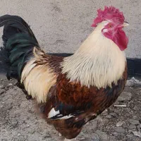 خروس اصیل چهل تاج