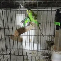 مرغ عشق وفنچ