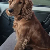 سگ نژاد کوکر اسپانیل شکاری